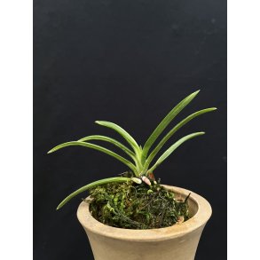 Neofinetia falcata 'Asahiden'