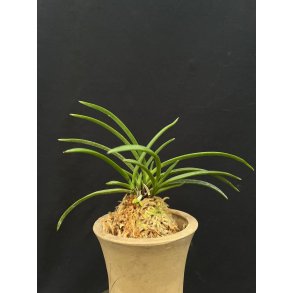 Neofinetia falcata 'Yubae'
