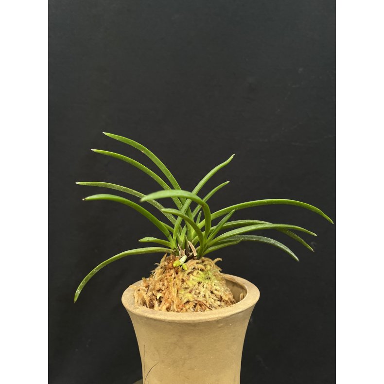 Neofinetia falcata 'Yubae'
