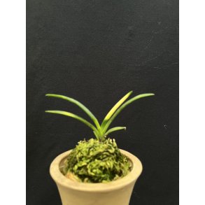 Neofinetia falcata 'Kyokushou'