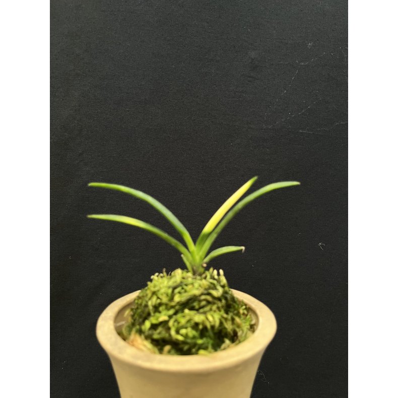 Neofinetia falcata 'Kyokushou'