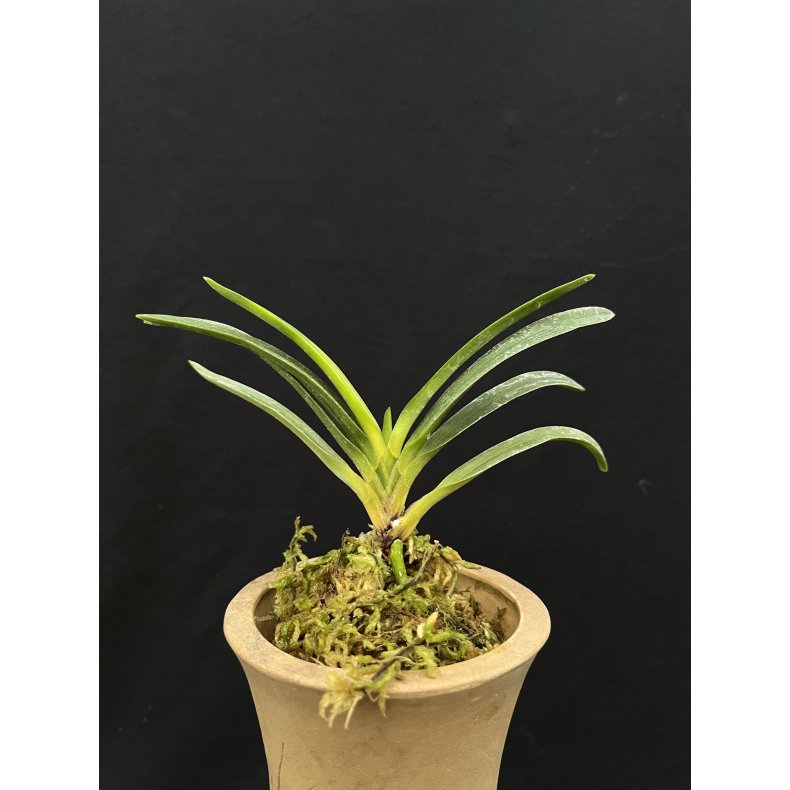 Neofinetia falcata 'Zuiun'