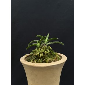 Neofinetia falcata 'Unkai'