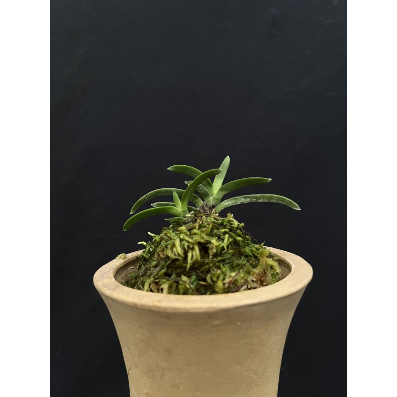 Neofinetia falcata 'Unkai'