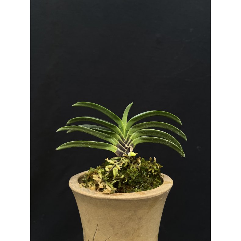 Neofinetia falcata 'Kutsuwamushi'