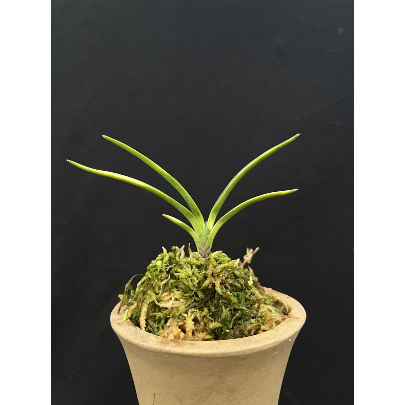 Neofinetia falcata 'Yaegoromo'