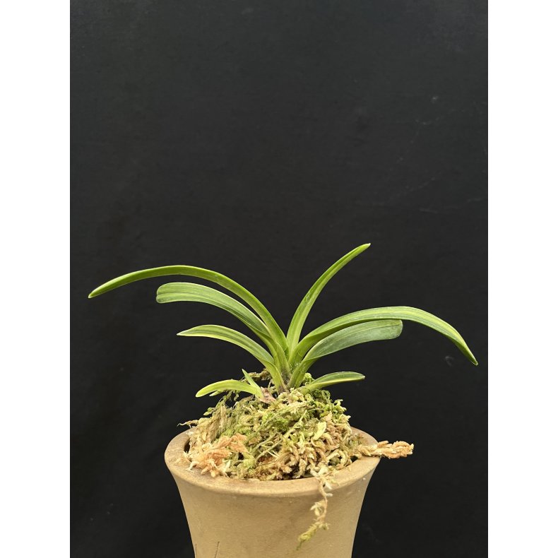 Neofinetia falcata 'Fugaku'