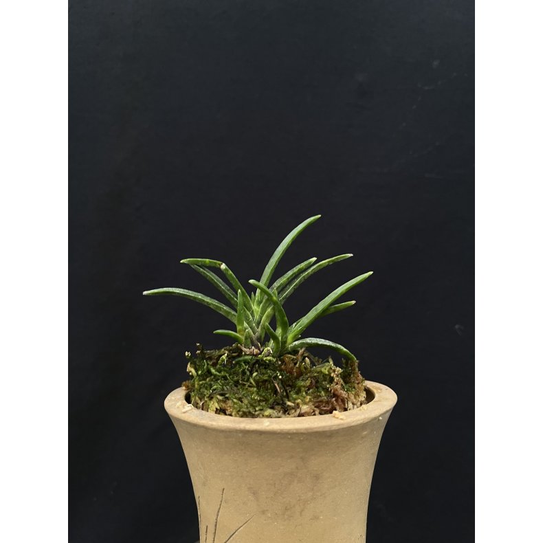 Neofinetia falcata 'Kyoukokusei'