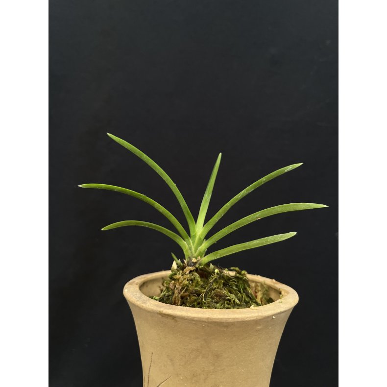 Neofinetia falcata 'Shikyuden'