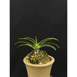 Neofinetia falcata 'Kisahuurokufu'