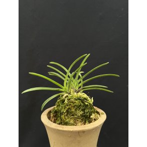 Neofinetia falcata 'Benisuzume'