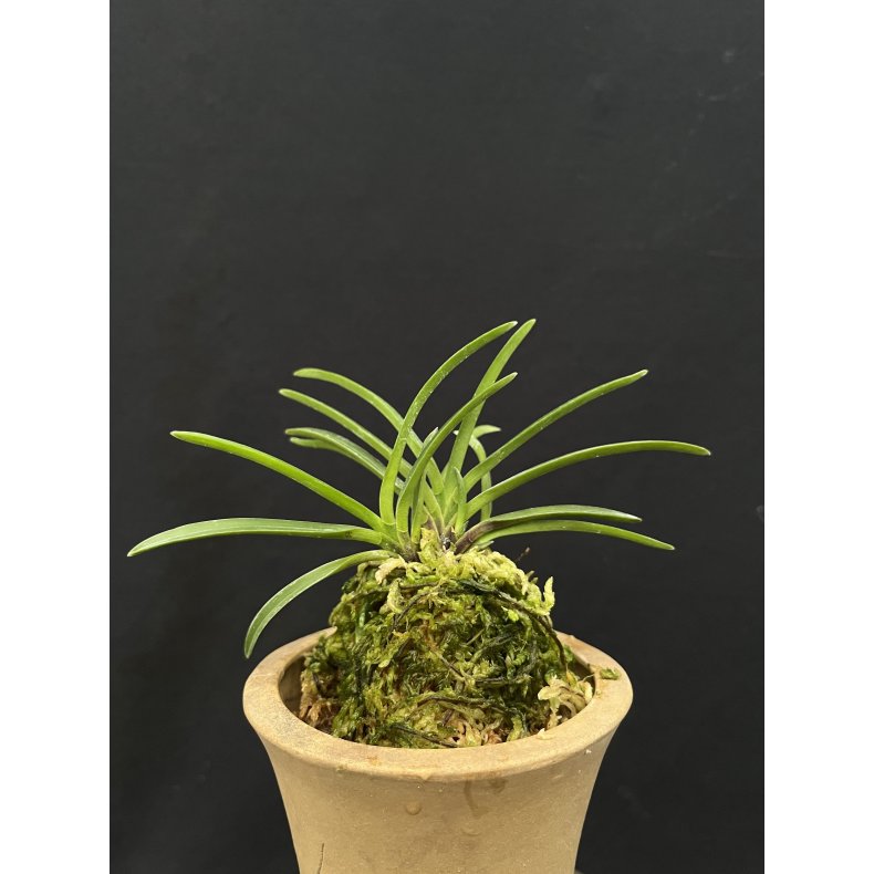 Neofinetia falcata 'Benisuzume'