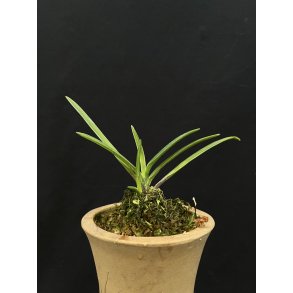 Neofinetia falcata 'Shinkoto'