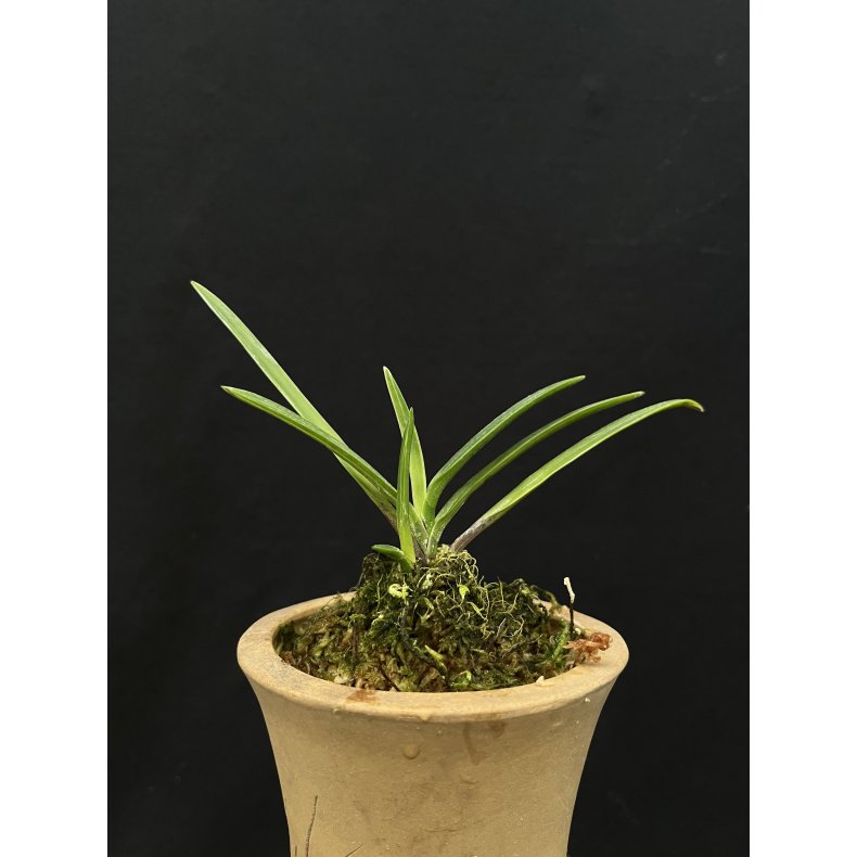 Neofinetia falcata 'Shinkoto'