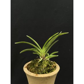 Neofinetia falcata 'Kishu Sekou'