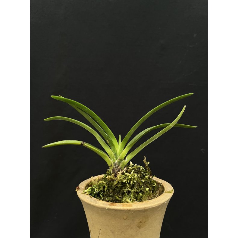 Neofinetia falcata 'Shunkyudeni'