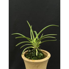 Neofinetia falcata 'Rubu Root' (Amanogawa x Houmeiden)