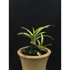 Neofinetia falcata 'Kishu Sekitora'