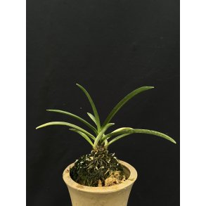 Neofinetia falcata 'Yaegoromo'
