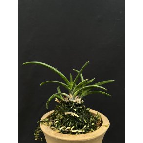 Neofinetia falcata 'Kinkousei'