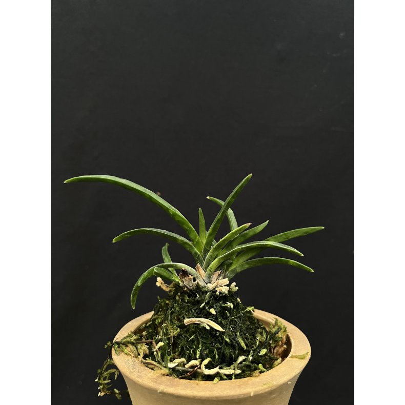 Neofinetia falcata 'Kinkousei'