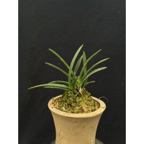 Neofinetia falcata 'Shoujyo'