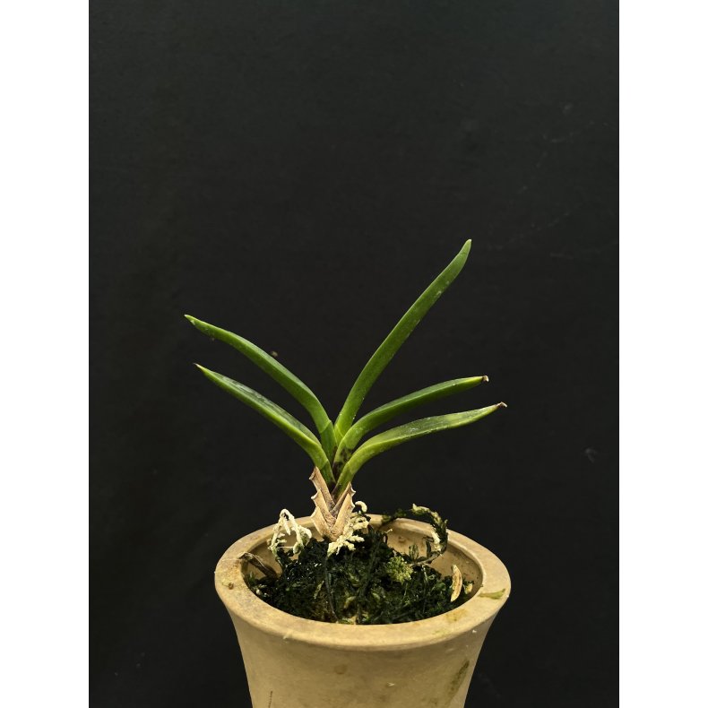 Neofinetia falcata 'Tenun'