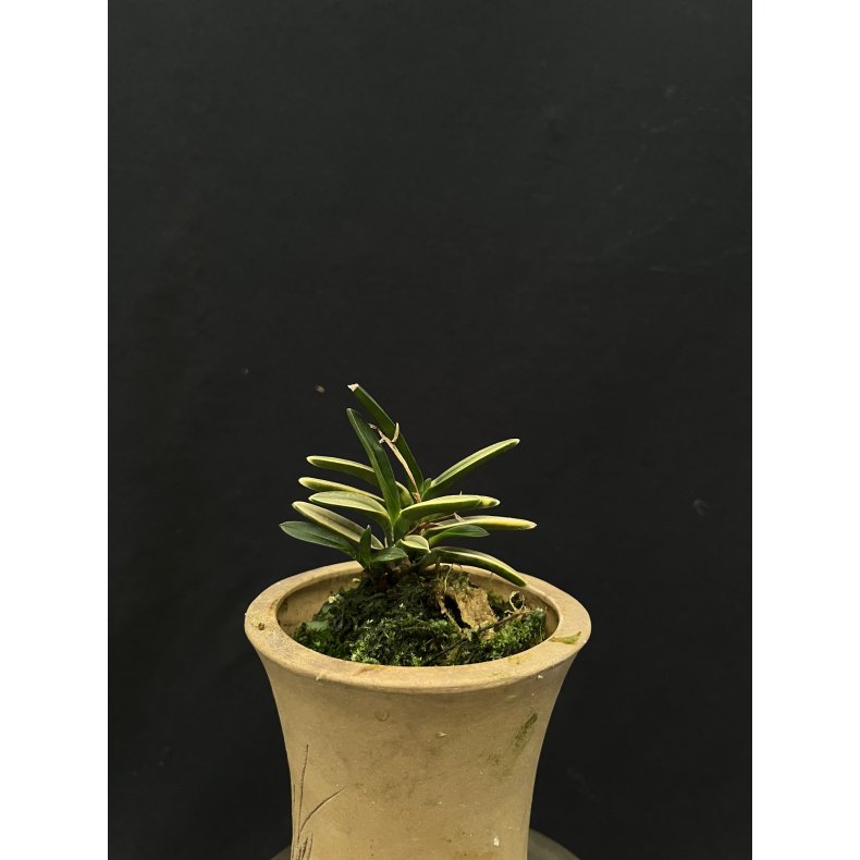 Neofinetia falcata 'Kin Kujyaku'