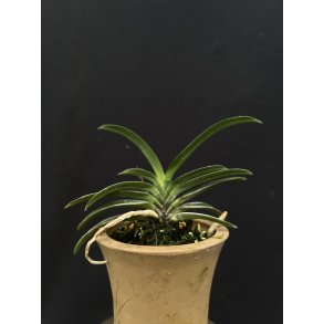 Neofinetia falcata 'Kutsuwamushi'