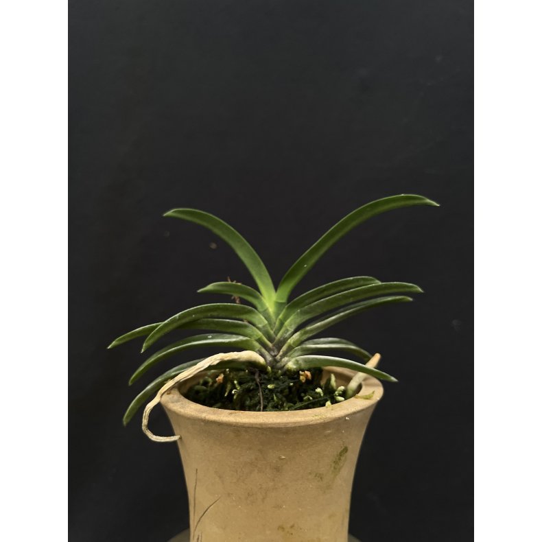 Neofinetia falcata 'Kutsuwamushi'