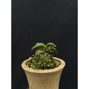 Neofinetia falcata 'Seikai'