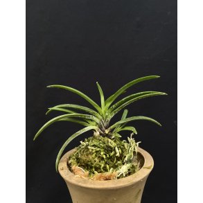 Neofinetia falcata 'Touka'