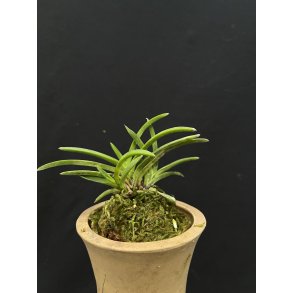 Neofinetia falcata 'Kishusekirora'