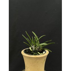 Neofinetia falcata 'Shutennou'