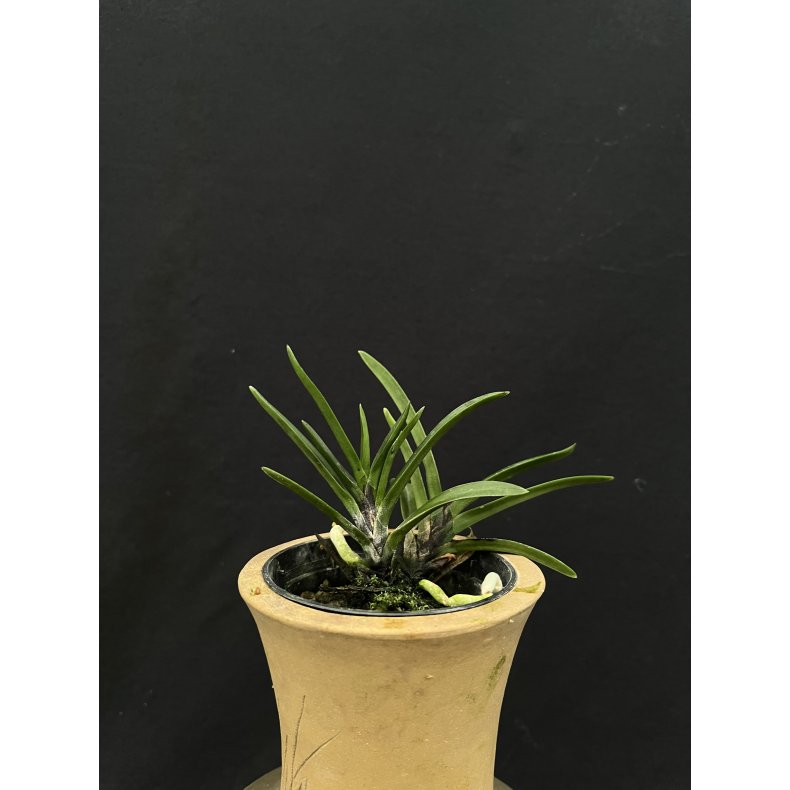 Neofinetia falcata 'Shutennou'