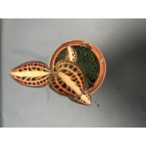 Anoectochillus albolineatus