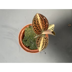 Anoectochillus koshunensis X siamensis