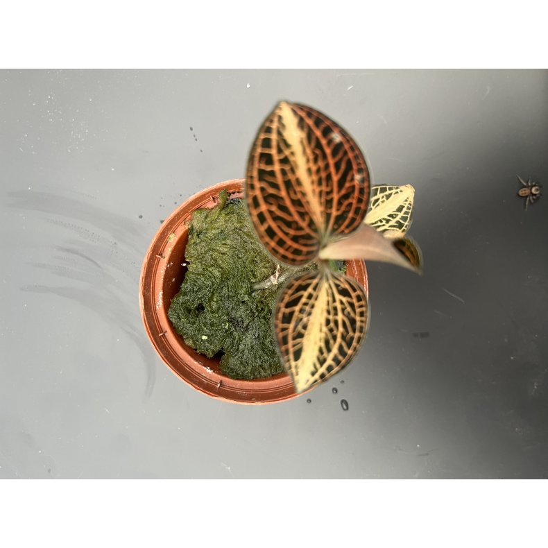 Anoectochillus koshunensis X siamensis