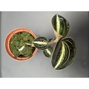 Anoectochillus leyli