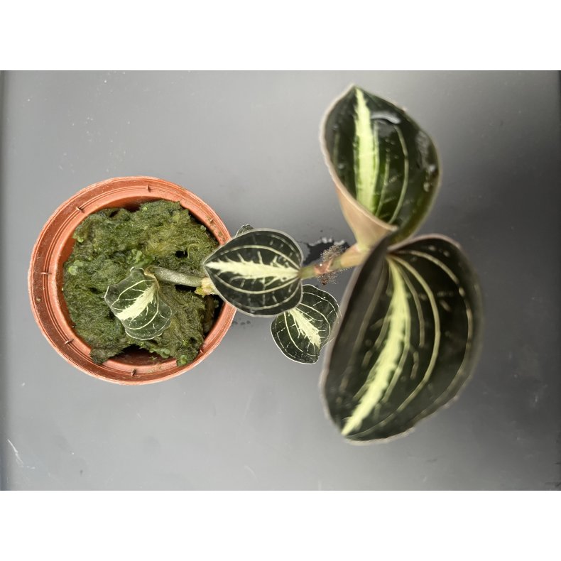 Anoectochillus leyli