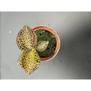 Anoectochillus roxburghii 'Red Dragon'