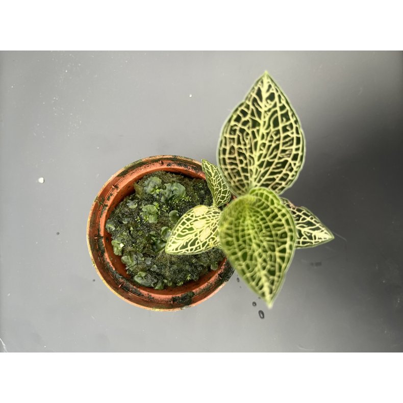 Anoectochillus siamensis