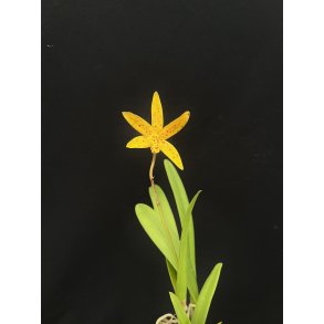 Brassocatanthe Sun Mei Gold 'Elsie May' HCC/AOS