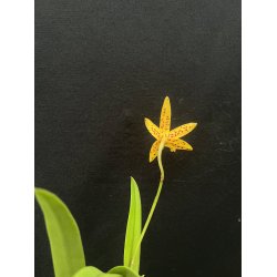 Brassocatanthe Sun Mei Gold 'Elsie May' HCC/AOS