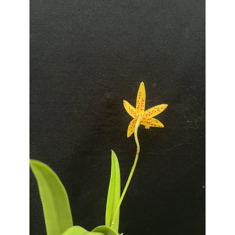 Brassocatanthe Sun Mei Gold 'Elsie May' HCC/AOS