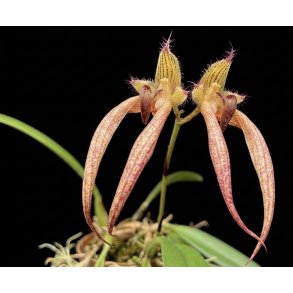 Bulbophyllum Santa Claus
