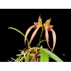 Bulbophyllum Santa Claus
