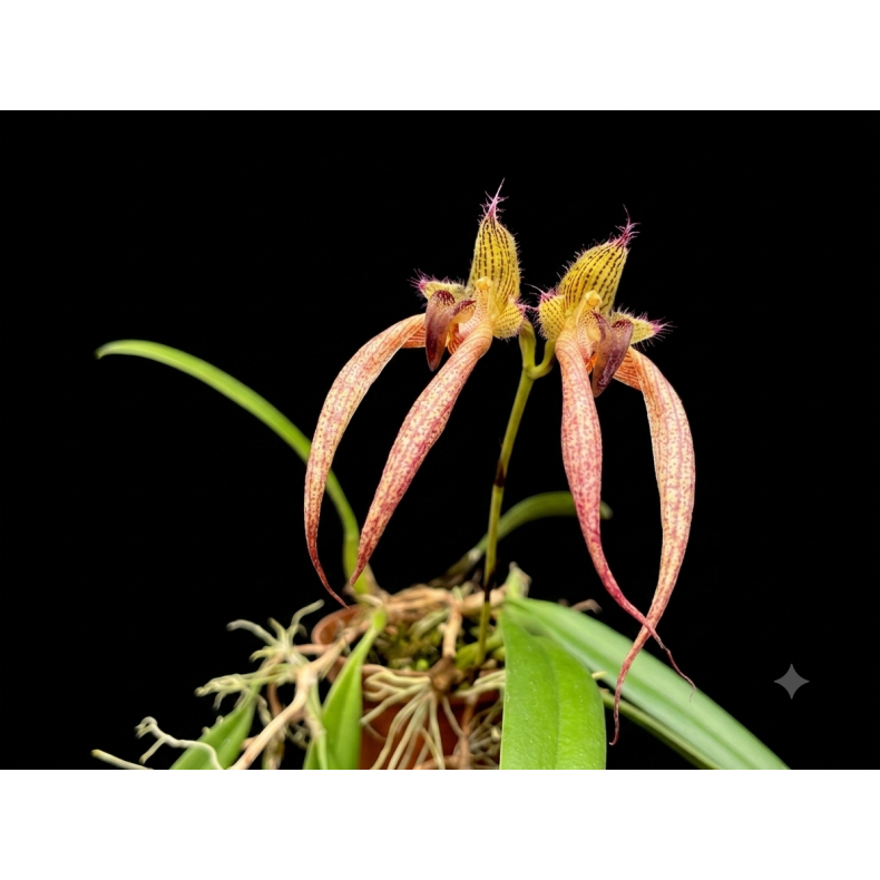 Bulbophyllum Santa Claus