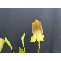 Bulbophyllum grandiflora