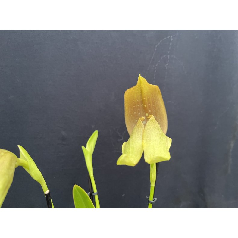 Bulbophyllum grandiflora